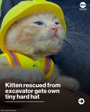 An orange and white kitten wearing a tiny yellow hard hat and matching safety vest sits calmly while text reads "Kitten rescued from excavator gets own tiny hard hat," with ABC News branding and the @smartcontractdudn handle visible, reflecting the viral and trending nature of the post.