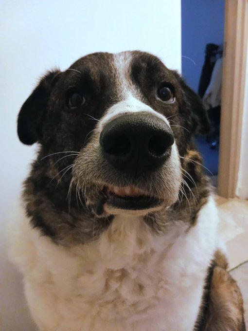 A close-up photo of a brown and white dog with wide eyes looking directly at the camera, seemingly smiling.