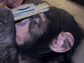 A close-up of a chimpanzee's face with a smartphone resting on its head, lying down on a couch or bed.