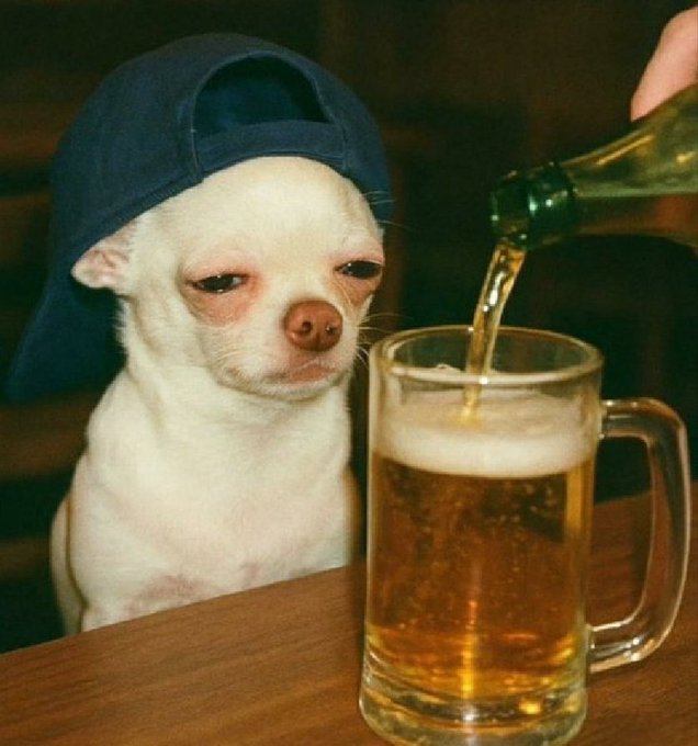 The image features a small white dog wearing a baseball cap, sitting at a table with a glass of beer next to him. The caption reads "good night frens we go again tomorrow for $RIVER", which seems to be a reference to a popular TV show or movie featuring a character named Frenchie from the animated series "Scooby Doo". This humorous reference adds a lighthearted touch to the image, making it more entertaining and relatable.