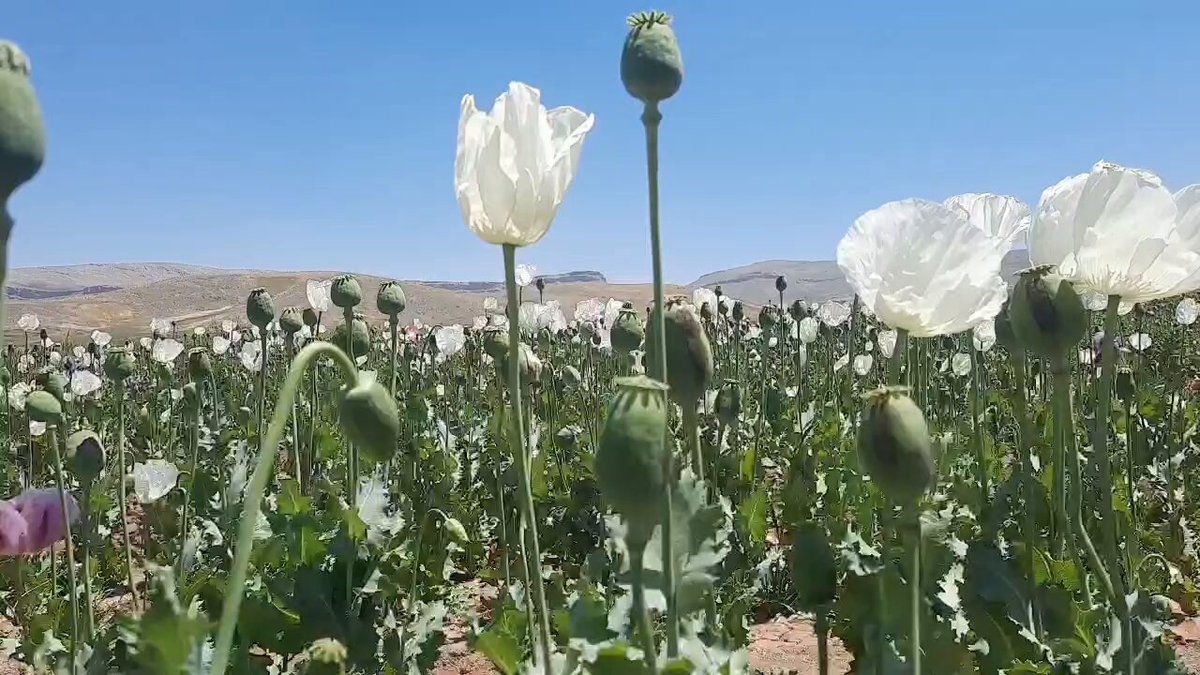 ایده استارتاپی کریپتویی دانشبنیانی: توکنیزه‌کردن خشخاش در کتگوری RWA". The image features a field of white flowers with green stems, and the post is about a flower garden.