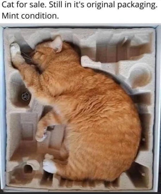 A meme image captioned 'Cat for sale. Still in it's original packaging. Mint condition.' showing an orange tabby cat curled up asleep inside the molded cardboard insert of its box.