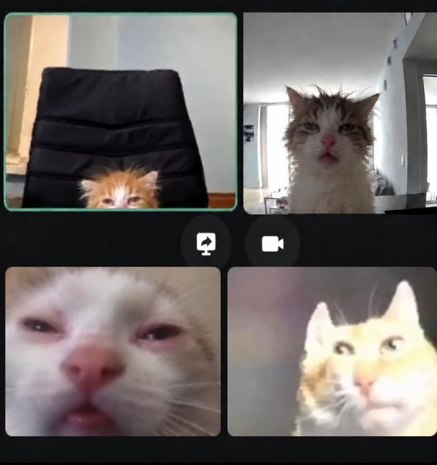 A four-person video call shows cats as the participants—two appearing groggy and half-asleep on top, and two looking shocked with wide eyes and open mouths on the bottom—perfectly capturing the disheveled, barely-awake state of "early morning meetings."