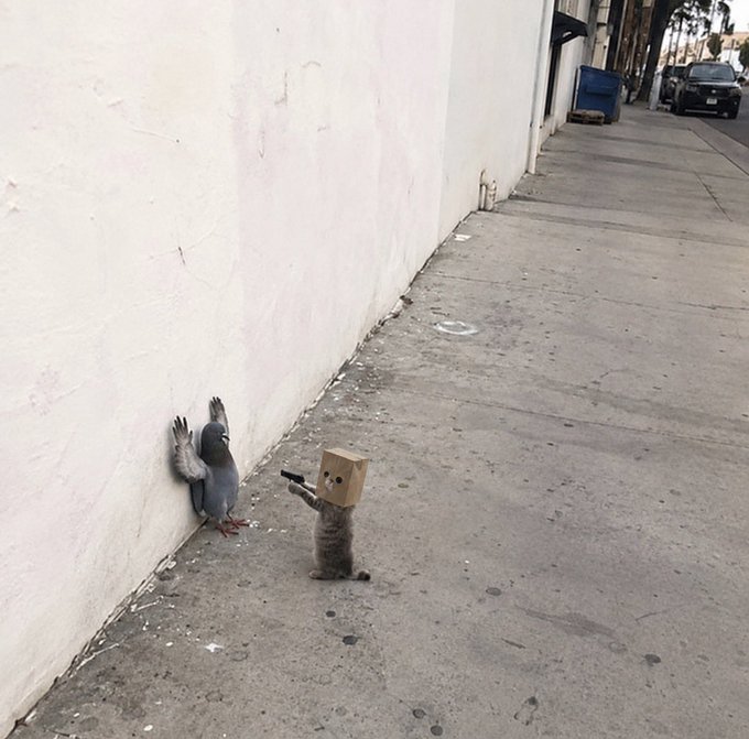 A cat wearing a cardboard box on its head holds up another cat against a wall in a dramatic "stickup" pose, matching the $zcat meme's playful reference to crypto antics. The scene humorously portrays the cat as a tiny tough guy "not here to play," with its cardboard "mask" and weapon-like gesture suggesting a comedic street heist.