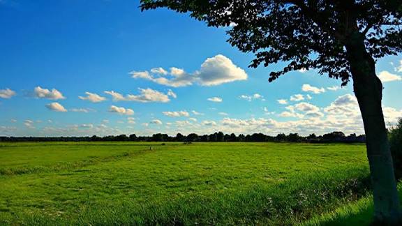 A scenic view of a lush green field under a bright blue sky with scattered white clouds, framed by a tree branch on the right.