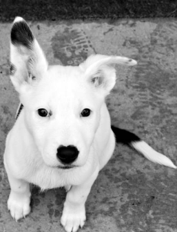 A black and white photograph of a white Bull Terrier puppy sitting on a textured surface, looking up at the camera with large pointed ears.