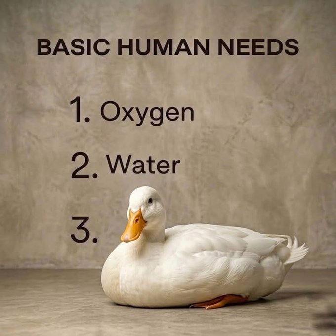 A humorous meme titled 'BASIC HUMAN NEEDS' listing '1. Oxygen, 2. Water, 3.' with a white duck sitting in place of the third item.