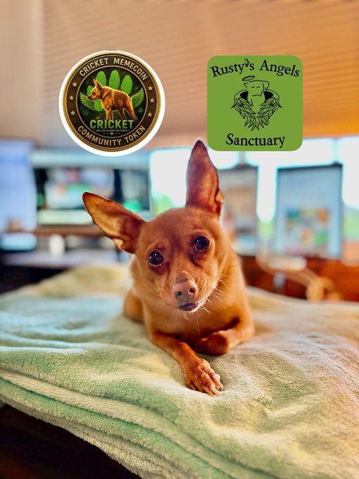 A small brown Chihuahua dog rests on a green blanket, with two digital logos overlaid: 'Cricket Memecoin Community Token' featuring Cricket the dog, and 'Rusty's Angels Sanctuary'.
