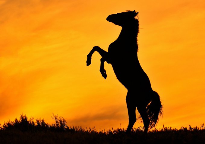 A dramatic silhouette of a horse rearing on its hind legs is set against a vibrant, glowing orange sunset sky with wispy clouds.