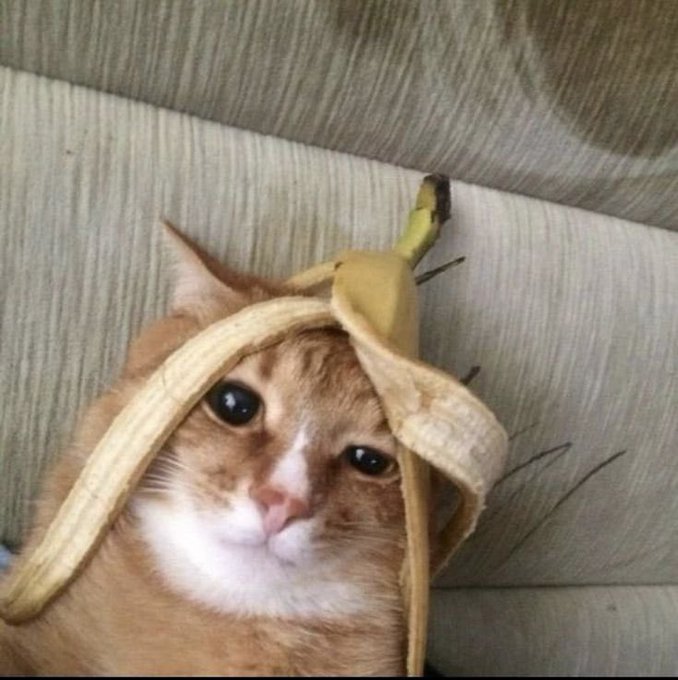 An orange and white cat sitting on a couch with a banana peel draped on its head like a hat.
