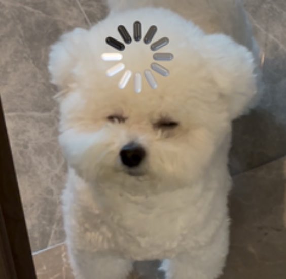 The image features a small white dog with its eyes closed, looking at the camera. The dog appears to be a poodle or a similar breed, as suggested by the caption "回老家看到我姑的朋友", which implies that it is a male poodle. The background of the image consists of a tiled floor and a door frame, providing context for where the dog might be located.