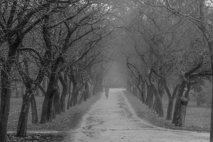 The image shows a person walking down an alleyway lined with trees, creating a sense of mystery or intrigue. The photo appears to be black and white, adding a timeless quality to the scene. The caption "Good evening! Fairytale corridor #2" suggests that this is part of a larger story or narrative involving the person in the image.