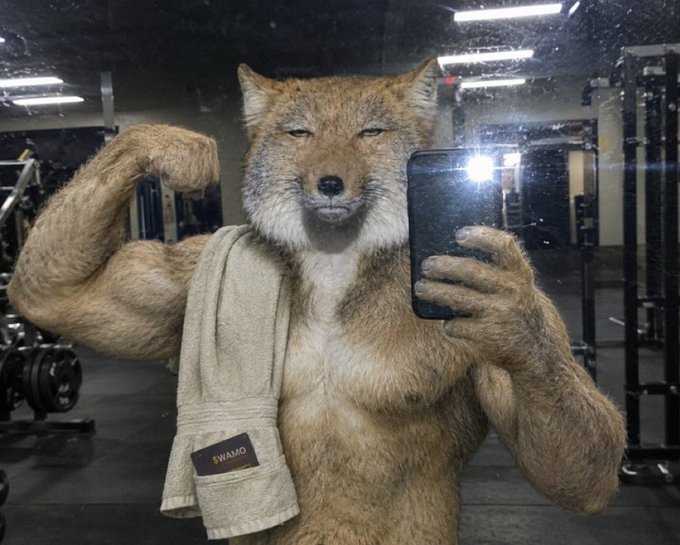 A surreal digitally altered image of a muscular fox-headed humanoid taking a gym selfie while flexing, with a 'SWAMO' branded towel draped over its shoulder.