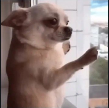 A close-up photo of a small tan and white chihuahua looking off to the side with a slightly raised paw.