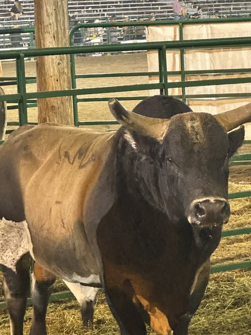 A close-up of a brown bull with large curved horns standing in a pen with green metal fencing and hay on the ground, with the number '256' branded on its side.