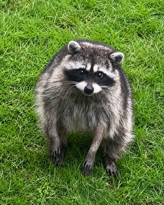 A raccoon standing on green grass, looking directly at the camera with its characteristic black facial mask and gray fur.