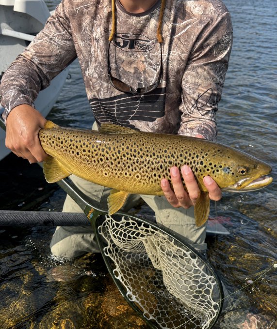 A person in camouflage waders stands in shallow water holding a large brown trout, with a fishing net visible below.