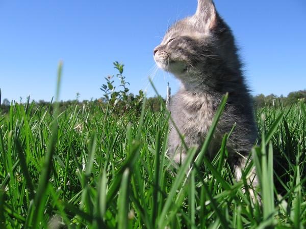 The image features a small gray kitten sitting in tall grass, looking up at something above its head. The background of the photo shows a clear blue sky with no clouds. There are also some trees visible in the distance. The text "the sell wall has vanished into thin air with it appearing the road ahead for us to continue our journey to $150k" is present in the image, which seems unrelated to the main subject and could be an advertisement or a description of something happening outside the frame.