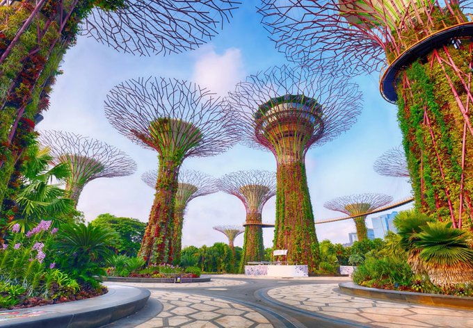 The Supertree Grove at Gardens by the Bay in Singapore, featuring massive tree-like vertical gardens covered in lush vegetation under a bright blue sky.