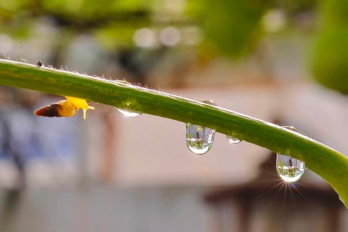 A close-up macro photograph shows water droplets clinging to a green plant stem, with sunlight creating a starburst reflection within the largest droplet.
