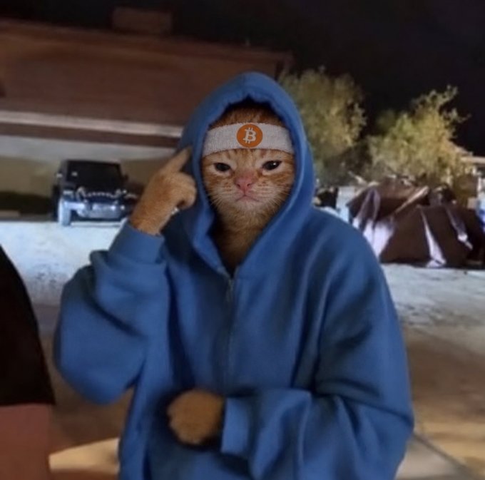 An orange cat wearing a blue hoodie and a Bitcoin-logo headband poses with its finger to its temple in what appears to be an outdoor nighttime setting near a parked vehicle.