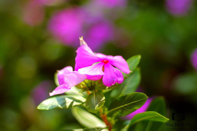A close-up photograph of a vibrant pink flower in bloom with green leaves, featuring a 'Nhu Minh Vo PHOTOGRAPHY' watermark in the bottom right corner.