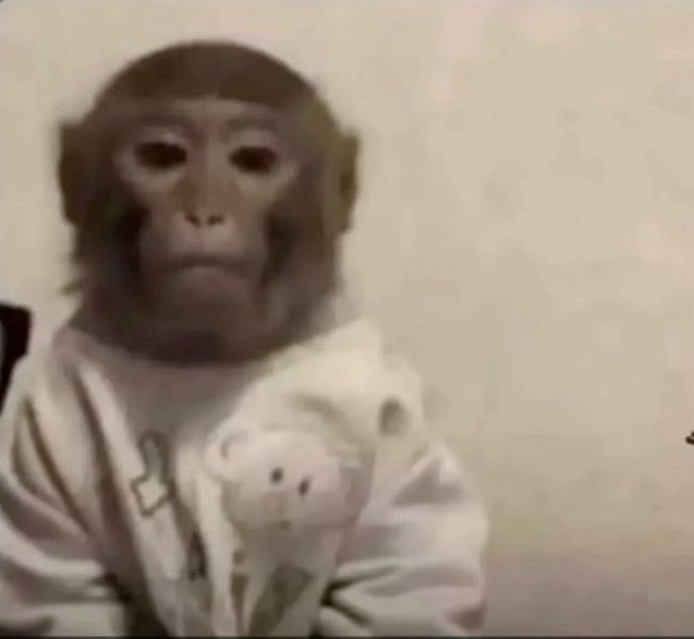 A low-resolution photo of a young monkey wearing a light-colored sweater with a teddy bear design, looking directly at the camera with a neutral expression.