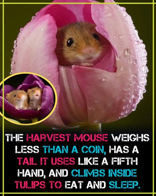 An adorable harvest mouse peeks out from inside a pink tulip petal covered in dewdrops, with a smaller inset showing two mice nestled in a purple tulip, alongside the text: "The harvest mouse weighs less than a coin, has a tail it uses like a fifth hand, and climbs inside tulips to eat and sleep." The "GM" (good morning) greeting pairs perfectly with the cute, springtime wildlife imagery that brightens the start of the day.