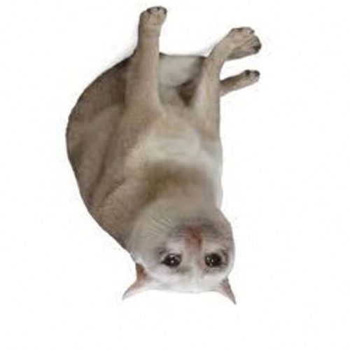 A small tan cat lying on its back with paws up against a white background, looking at the camera.