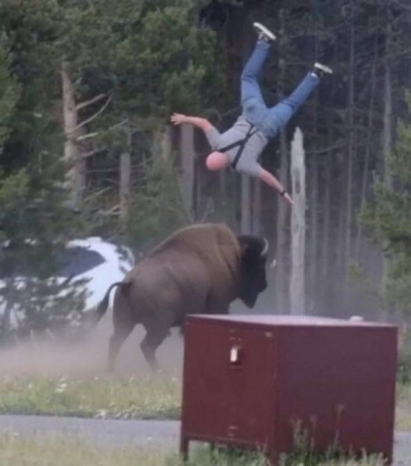 A dramatic photo showing a man falling upside down in mid-air in front of a charging bison in a dusty, wooded area.