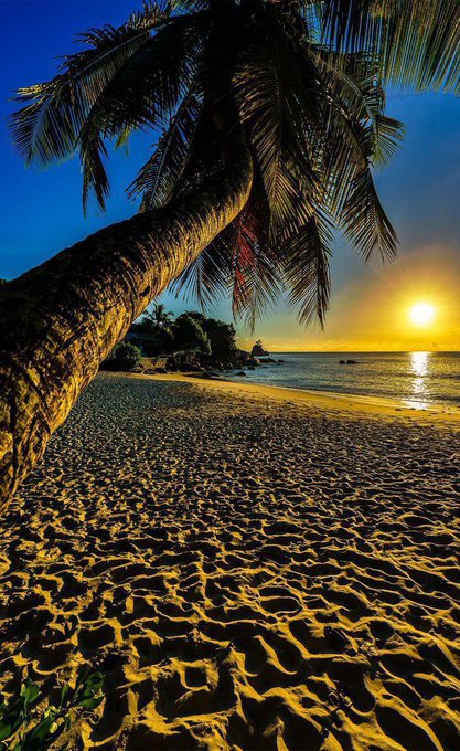 A sunset beach scene viewed through a leaning palm tree, with golden sand and the sun reflecting on calm ocean waters.