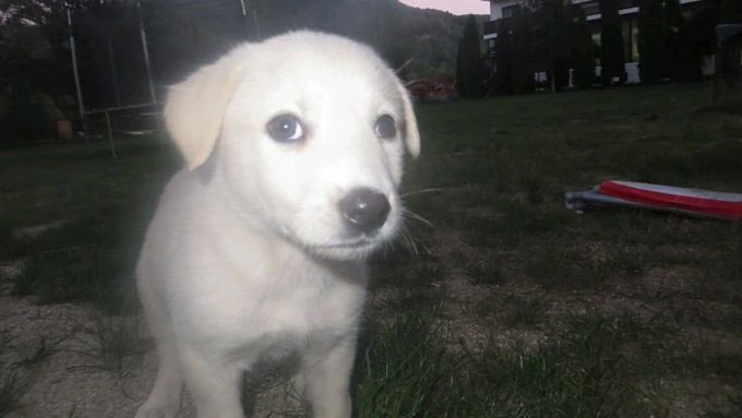 An extreme close-up shows a light-colored puppy looking directly at the camera with large eyes in a grassy outdoor area during dusk or dawn.