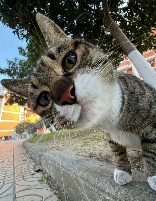 A close-up photograph of a tabby cat with large eyes looking directly at the camera, taken at a low angle outdoors near a tree.