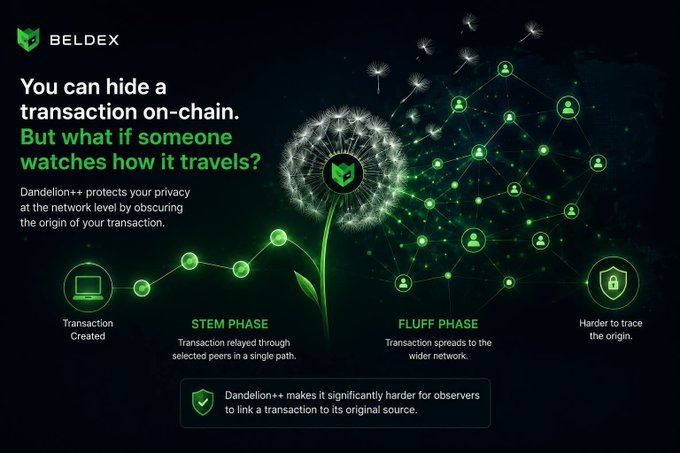 An infographic from BELDEX explaining how Dandelion++ protects transaction privacy on the network, illustrating the process through a 'STEM PHASE' (transaction relayed through selected peers) and 'FLUFF PHASE' (spread to wider network).