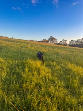 A black dog wearing a dark coat runs through a sunlit grassy field under a clear blue sky.