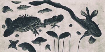 A black and white illustration of an underwater scene featuring a salamander-like creature among fish, lily pads, and aquatic plants.