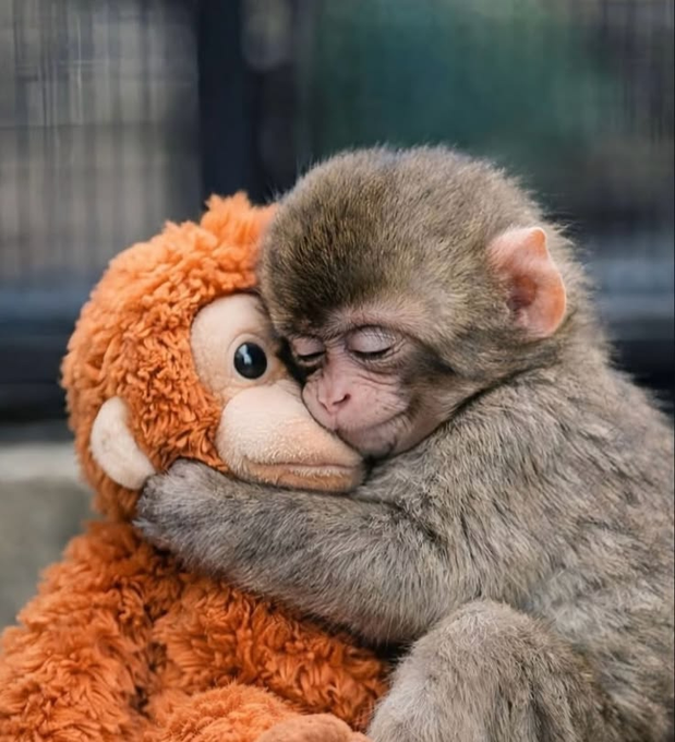 A baby monkey tenderly embraces an orange stuffed monkey, conveying a heartwarming moment of comfort and companionship. This image perfectly complements the post about $punch, symbolizing resilience and the potential for revival—much like a small, vulnerable creature finding strength and love, the coin is being championed by believers to return to its all-time high after proving its 50m market cap capability.