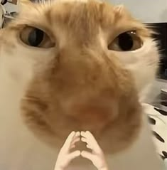 A close-up of an orange tabby cat with a graphic of praying hands edited over its mouth area.