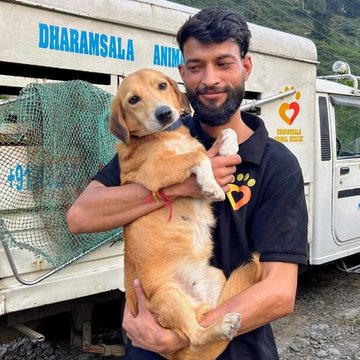 A man in a black polo shirt holds a golden retriever dog in front of a vehicle labeled 'DHARAMSALA ANIMAL' with a heart logo.
