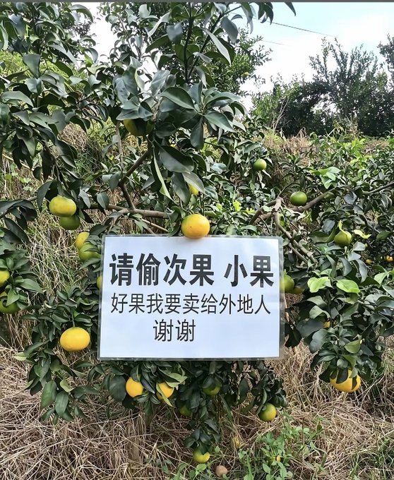 A citrus tree with yellow and green fruit has a Chinese sign reading "请偷次果 小果 好果我要卖给外地人 谢谢" (roughly: "Please steal these fruits, small ones. Good fruits I want to sell to out-of-towners, thanks").