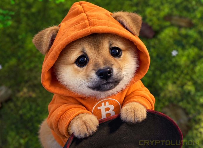 An adorable small puppy wearing an orange hoodie featuring the Bitcoin '₿' logo sits on a skateboard against a green foliage background, watermarked 'CRYPTOLUTION.'