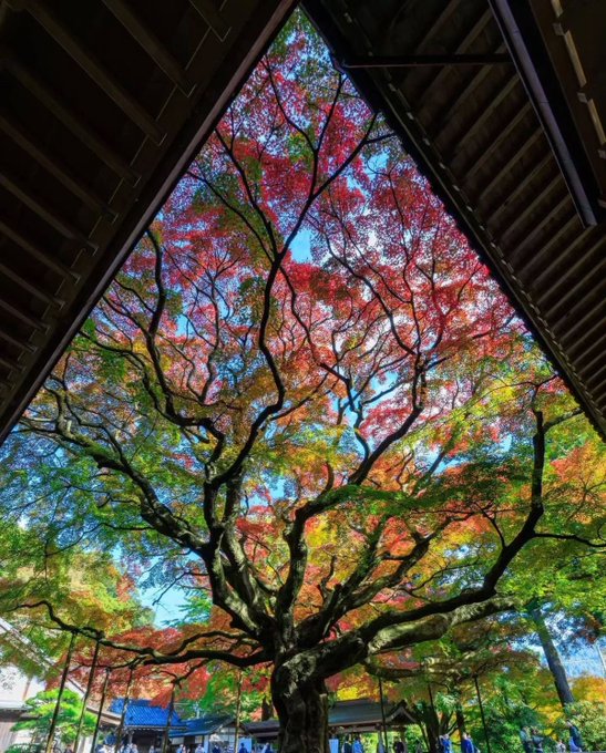 A view looking up at a large tree with vibrant red and orange autumn foliage framed by the dark wooden beams of a pavilion roof.