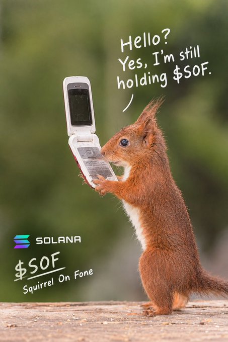 A red squirrel stands on its hind legs holding an open flip phone, with text reading "Hello? Yes, I'm still holding $SOF." The image promotes the Solana-based token $SOF (Squirrel On Fone), with the accompanying post highlighting the user's track record of calling memecoin winners like $PNUT, $FONE, and $ANSEM to build credibility for their latest $SOF call.