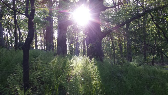 The image shows a beautiful forest with sunlight shining through the trees, creating a warm glow throughout the scene. The sun's rays are coming from behind the trees, illuminating the area around them. In the background of the photo, there is a caption that reads "crypto market has been really bad ... it' s probably because of Trump pushing these 
ai memory and chip to all time highs & then crashing it it' s time to step away from the scene and enjoy nature". This post seems to be promoting an outdoor activity or encouraging people to spend more time in nature.