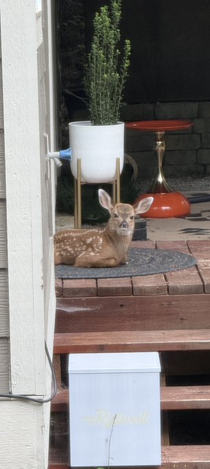 The image features a deer sitting on a wooden deck, with its head resting on the ground. The deer appears to be looking at something or someone outside of the frame. In front of the deer, there are two potted plants - one is located near the left side and the other is positioned towards the right side of the scene. A white box can also be seen in the image, placed close to the center. The post includes a message that reads "Chị em ơk hôm nay test tính năng mới hay ho luôn Cả đâm nhưng giờ thì thấy đáng tiền thật sự Ai". The deer is sitting on a wooden deck, and the potted plants are placed nearby.