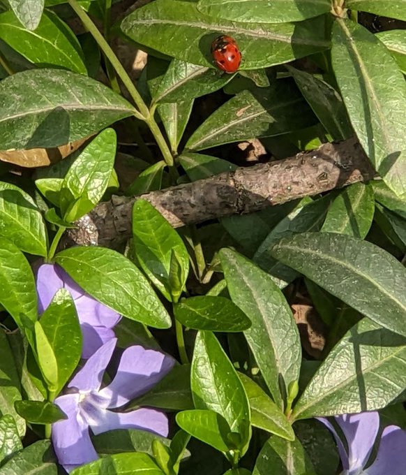 A red ladybug with black spots crawls on a green leaf, surrounded by purple periwinkle flowers and a small tree branch.