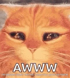 The image features a close-up of an orange cat with its eyes wide open, giving it a sad or melancholic expression. Below the cat's face, there is text that reads "AWWW" followed by a quote from someone else about the cat's emotions. The quote states that the cat is crying and wishes to be left alone.