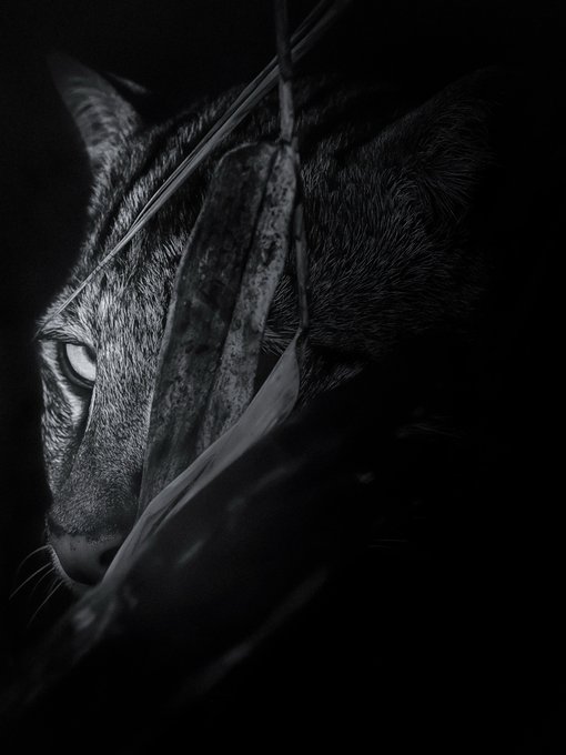 "Lets Talk about rarity as the web3 space loves to do. There are millions of Art/Photos on ETH. What about only 2nd photo/art of a subject in the wholeETH network among those Millions The Elusive One 1/1 - 0.120 Ξ ( ) Presenting The Elusive..The Endangered The Fishing Cat".