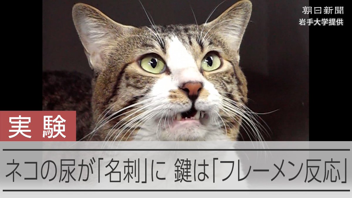 A news screenshot from Asahi Shimbun, credited to Iwate University, shows a tabby cat with wide eyes and an open mouth under the label "実験" (Experiment). The headline reads "ネコの尿が「名刹」に 鍵は「フレーメン反応」" (Cat urine becomes a "famous temple" — the key is the "Flehmen response"), capturing the cat's exaggerated, seemingly "high" expression that matches the post's viral joke about the cat looking incredibly stoned.