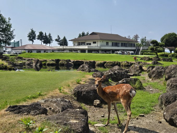 A young deer standing on grass near volcanic rocks in a Japanese-style park, with a clubhouse and golf carts visible in the background.
